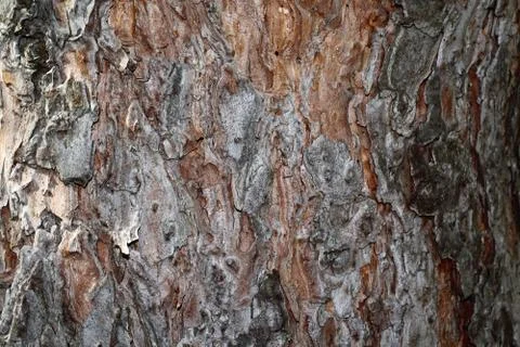 Old pine tree bark closeup background texture Stock Photos