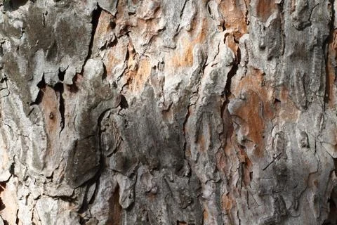 Old pine tree bark closeup background texture Stock Photos