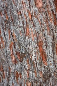 Old pine tree bark Stock Photos