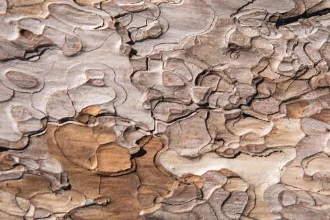 Old pine tree bark texture Stock Photos
