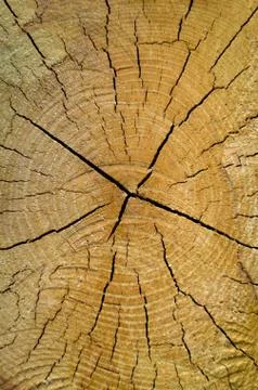 Old pine tree cut texture Stock Photos