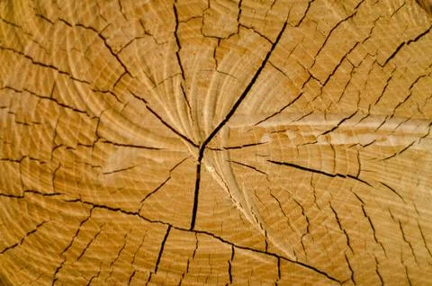 Old pine tree cut texture Stock Photos