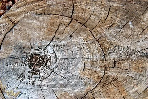 Old pine tree cut texture Stock Photos
