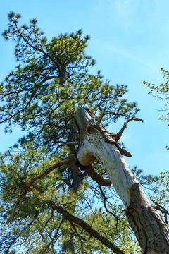 Old pine tree with fallen bark against blue sky in Appalachian Trail, New J.. Fotos de archivo