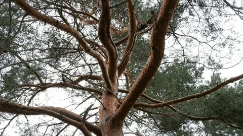 Old pine tree Stock Footage 113196097