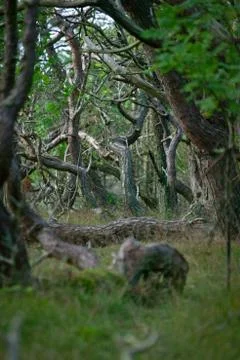 Old pine tree forest Stock Photos