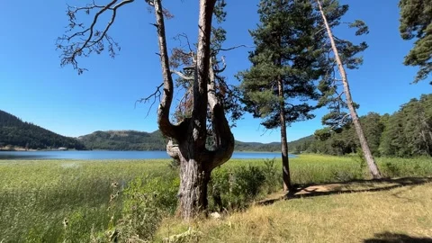 Old Pine Tree Framing Abant Lake and Mountain Landscape Stock Footage 345520056