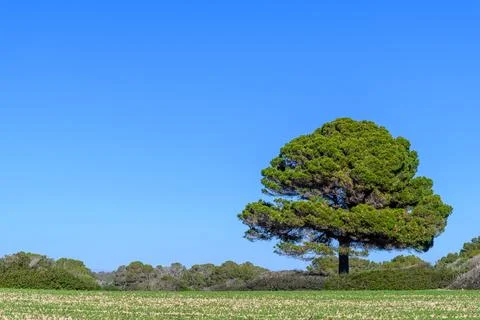 An old pine tree on full green in front of a field Stock Photos