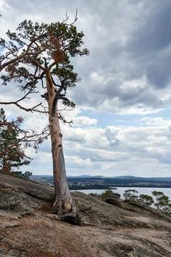 Old pine tree growing on a cliff Stock Photos