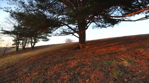 Old pine tree on a hill Stock Footage 58651031