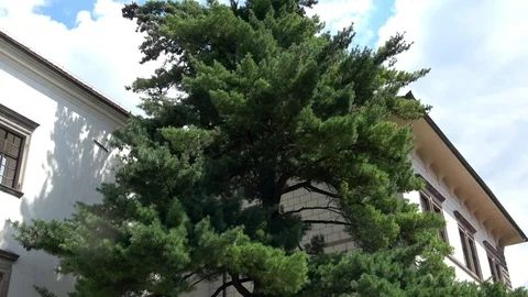 An old pine tree in the inner courtyard of the medieval castle Video stock 115660417