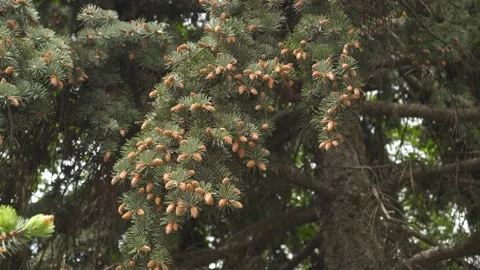 The old pine tree. Many small cones on the tree. 動画素材 132007283