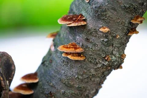 Old pine tree with mushrooms on the trunk Stock Photos