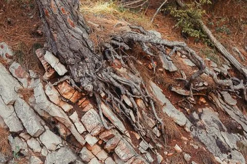 Old pine tree with open roots in stones, life concept Stock Photos