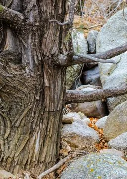 Old pine tree Stock Photos