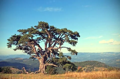 Old pine tree Stock Photos