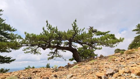 Old Pine Tree Rocky Mountain Slope Troodos Cyprus 4K Static Stock Footage 341252548