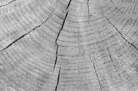 Old pine tree segment in black and white with distinct annual rings Stock Photos