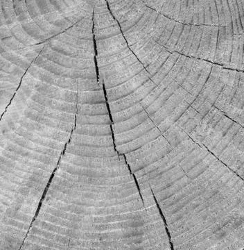 Old pine tree segment in black and white with distinct annual rings Stock Photos