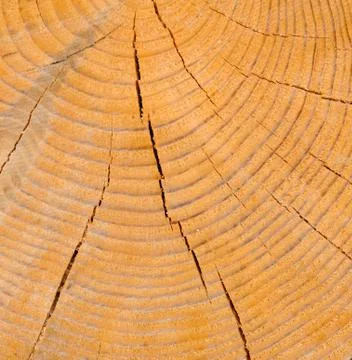 Old pine tree segment with distinct annual rings Stock Photos