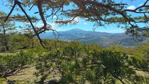Old pine tree stands strong in mountain meadow. Balkan, Eastern Europe, POV Stock Footage 333441120