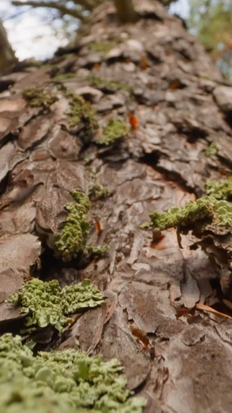 Old pine tree with texture exfoliated bark and green moss Stock Footage 310865016