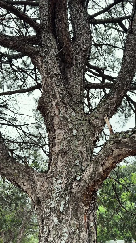 Old pine tree trunk showing its thick and textured bark with twisted branches Stock Footage 344042819