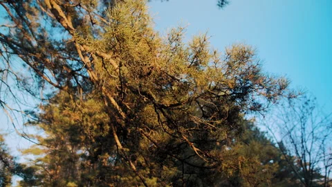 Old pine tree under blue sky Stock Footage 168054928