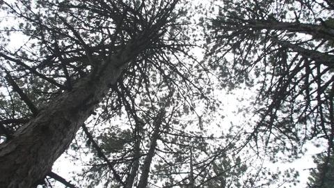 Old pine trees against a cloudy sky Stock Footage 105738399
