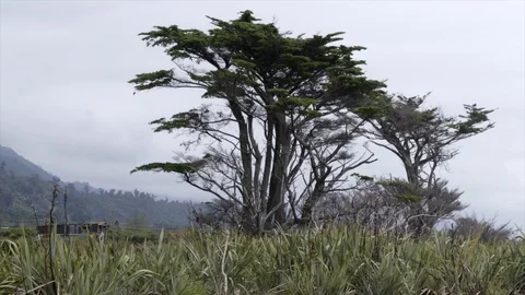 Old Pine Trees at Granity. Video stock 115379916