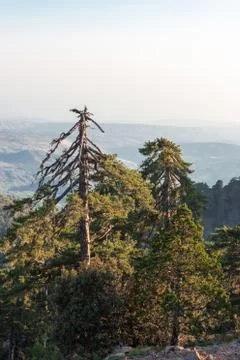 Old pine trees on the mountainside Stock Photos