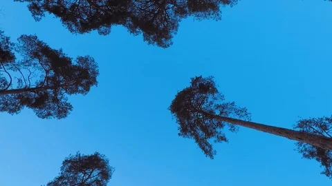 Old pine trees (pinery) sway in wind against evening sky. Trunks of trees Stock Footage 103817232