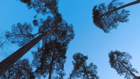 Old pine trees (pinery) sway in wind against evening sky. Trunks of trees Stock Footage 103817289