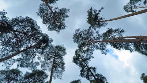 Old pine trees (pinery) sway in wind against sky. Trunks of trees swaying Stock Footage 104935383