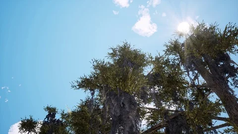 Old pine trees on sunny day 3d animation Stock Footage 116567327