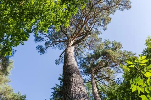 Old pine trunk and branches, bottom up view against sky Stock Photos