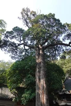 Old pine trunk rising through scattered needles Stock Photos