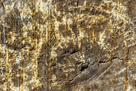 Old pine trunk texture or background Stock Photos