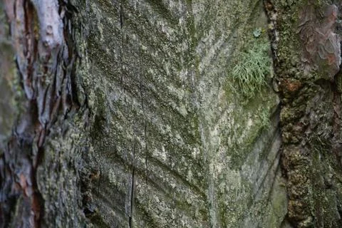 Old pine trunk texture Stock Photos