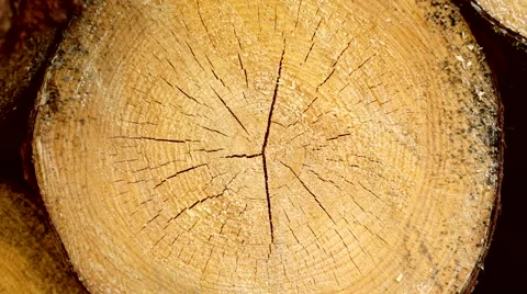 Old pine's balk crosscut Stock Footage 63364847