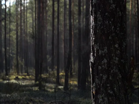 Old pines trunk steaming on first sun rays Stock Footage 76508461