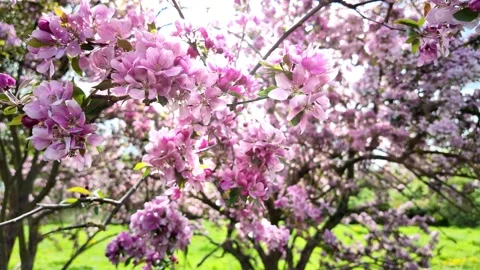 Old pink flowering apple tree Stock Footage 273059509
