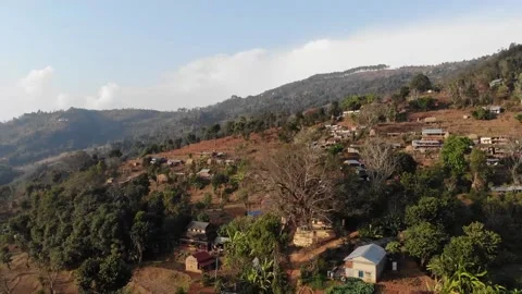 Old Pipal tree. Stockbeeldmateriaal 170883069