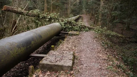 Old pipeline in a moody forest, fallen tree on it, forward dolly shot Video stock 149867944