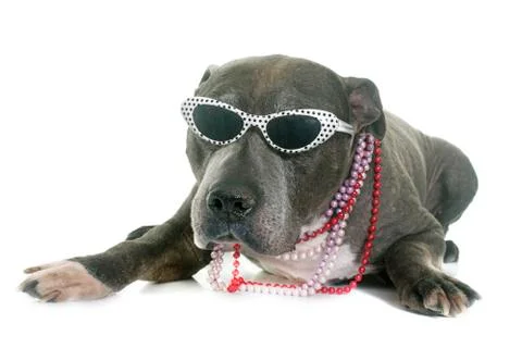 Old pitbull in studio Stock Photos
