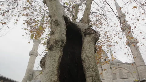 Old plane tree and a mosque behind in Istanbul city. Stock Footage 139390840
