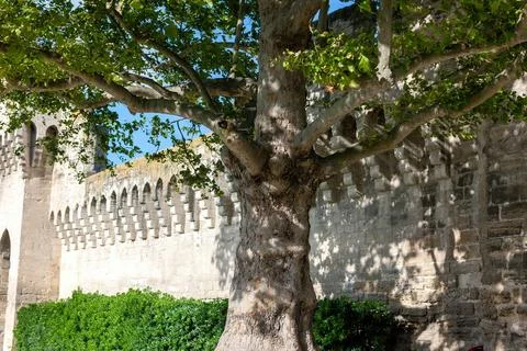 An old plane tree on the background of a medieval fortress wall . Medieval .. Stock Photos