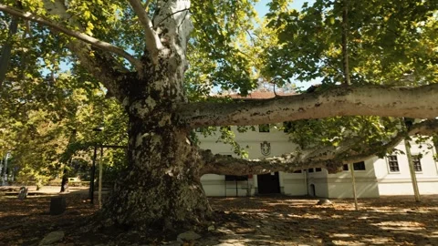 Old plane tree with massive spreading branches grows in Topcider Park in Stock Footage 346721261