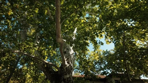 Old plane tree with massive spreading branches grows in Topcider Park in Stock Footage 346721430