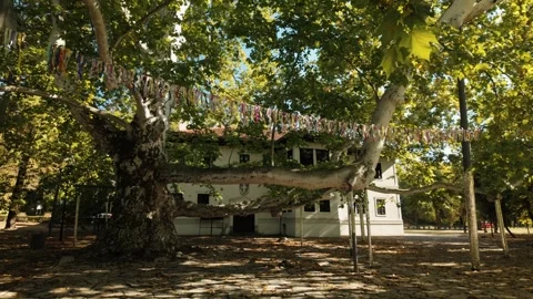 Old plane tree with massive spreading branches grows in Topcider Park in Stock Footage 346721553